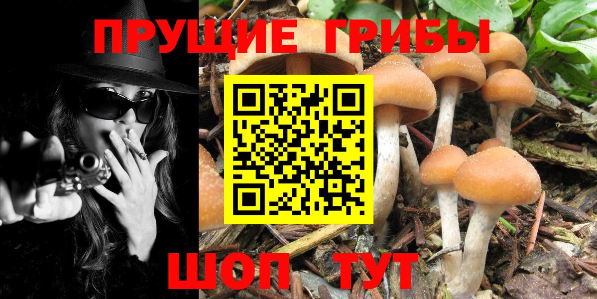 Псилоцибиновые грибы MAGIC MUSHROOMS  Псилоцибиновые грибы Cubensis  Сальск  Вход с VPN 
